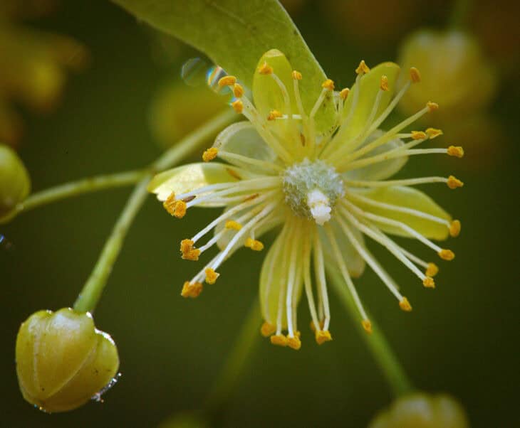 Tilia cordata