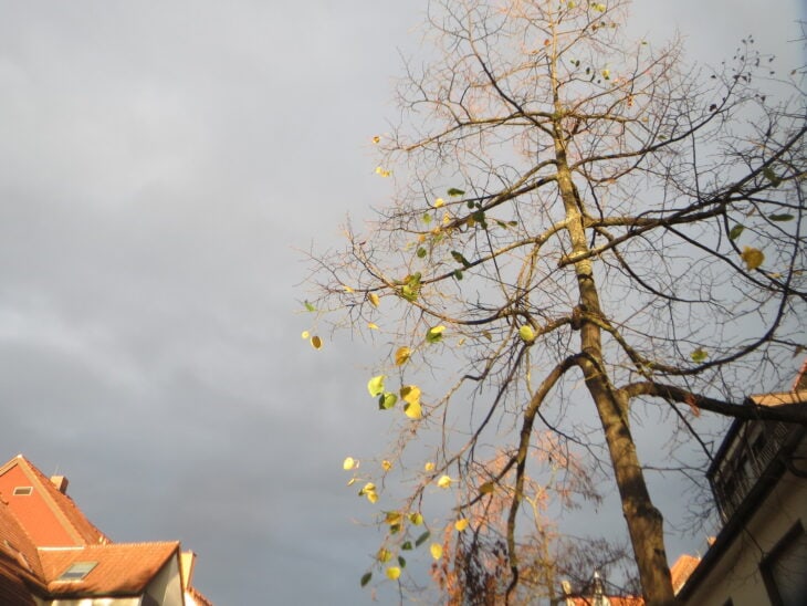 Tilia cordata