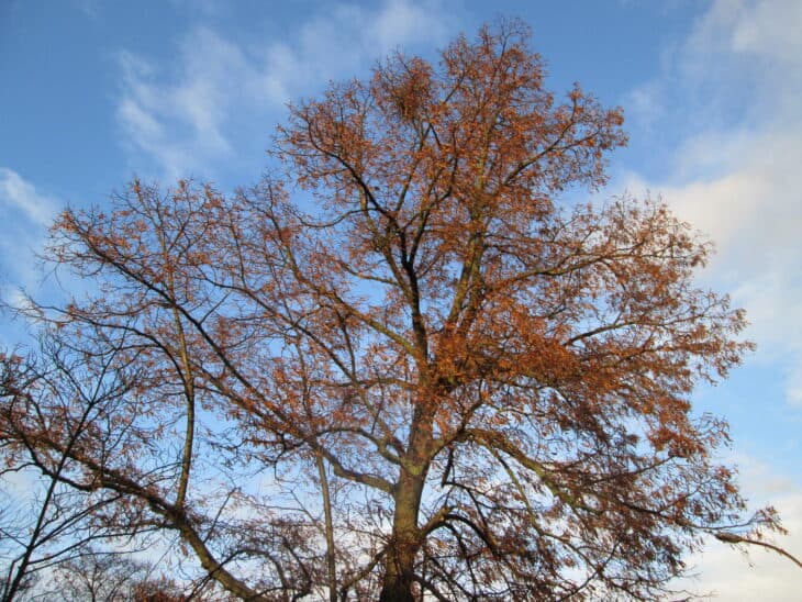 Tilia cordata