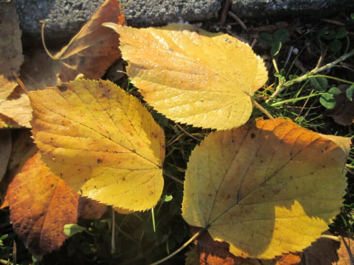 Tilia cordata