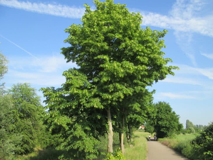 Tilia cordata