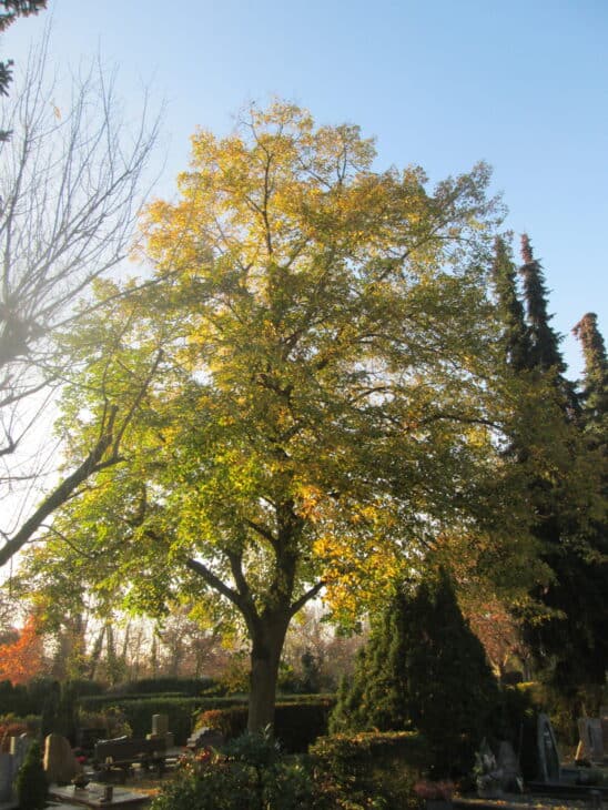 Tilia cordata