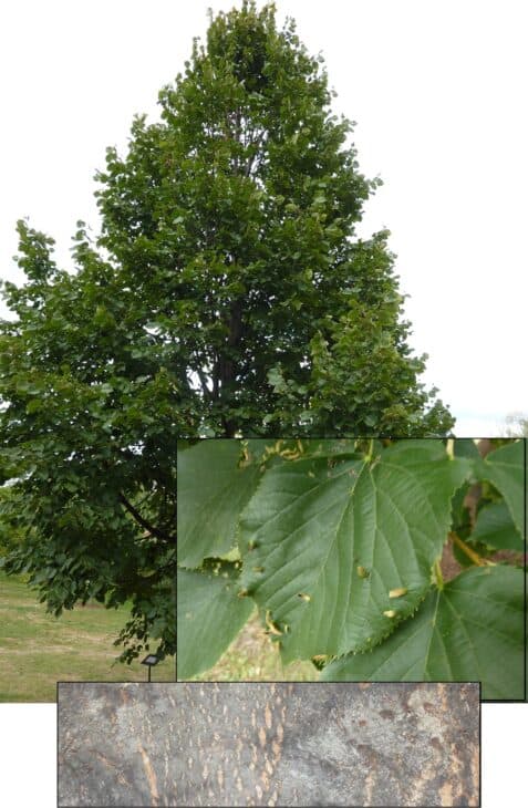 Tilia cordata