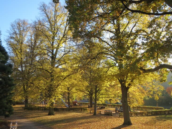 Tilia cordata