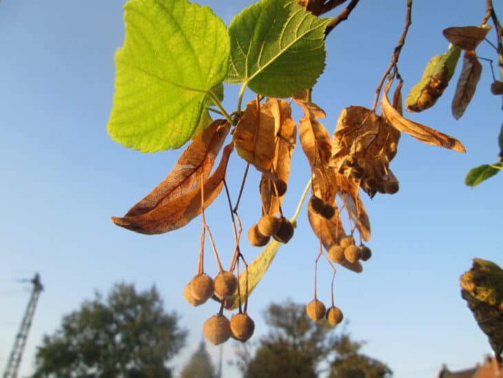 Tilia cordata