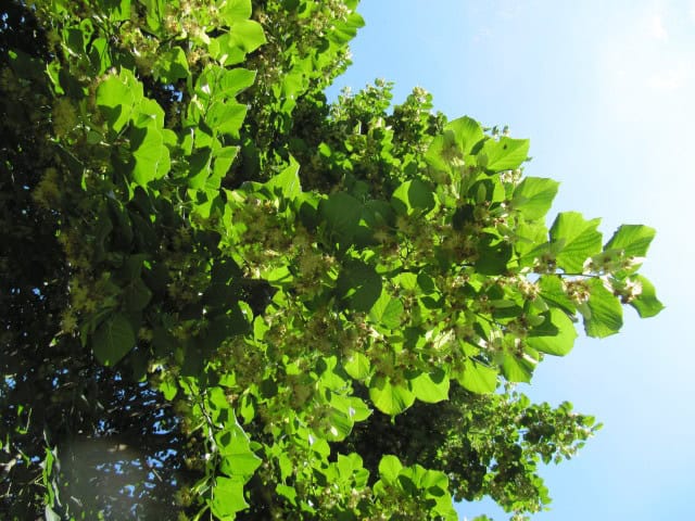 Tilia cordata