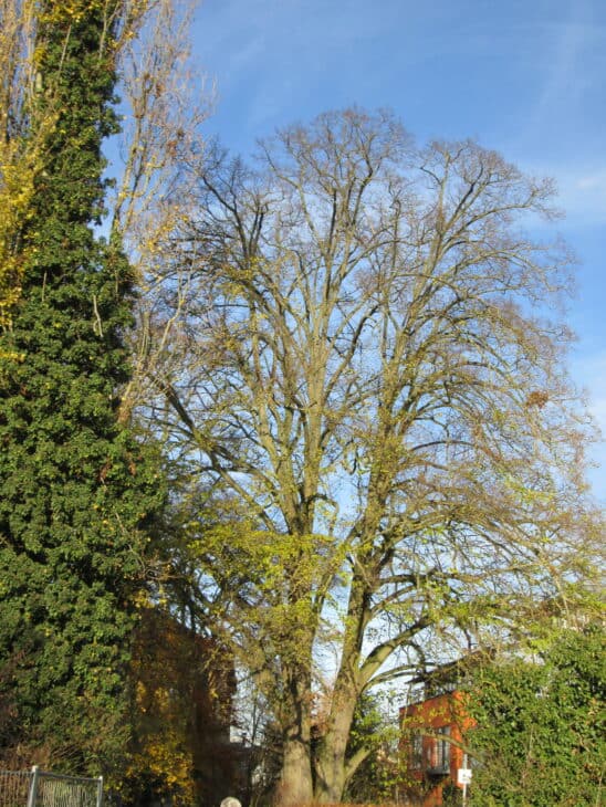 Tilia cordata
