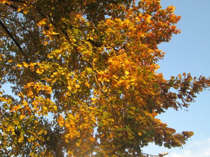 Tilia cordata