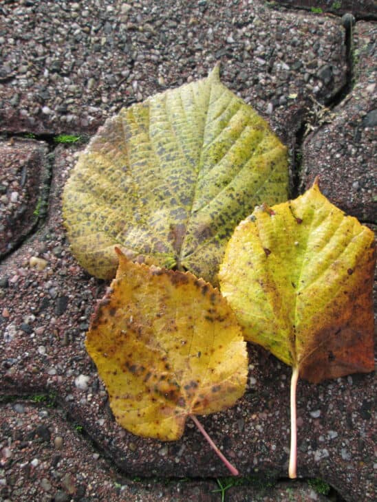 Tilia cordata