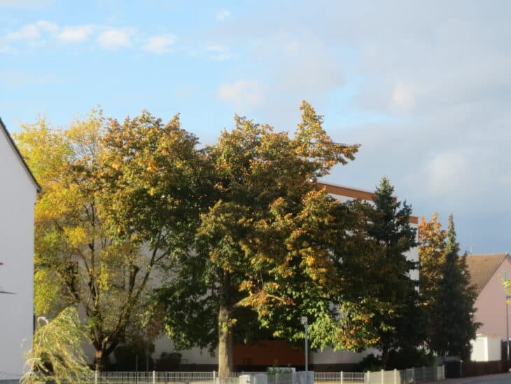 Tilia cordata