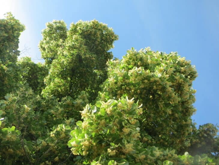 Tilia cordata