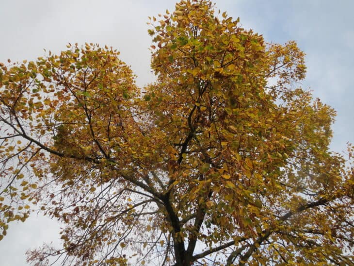 Tilia cordata