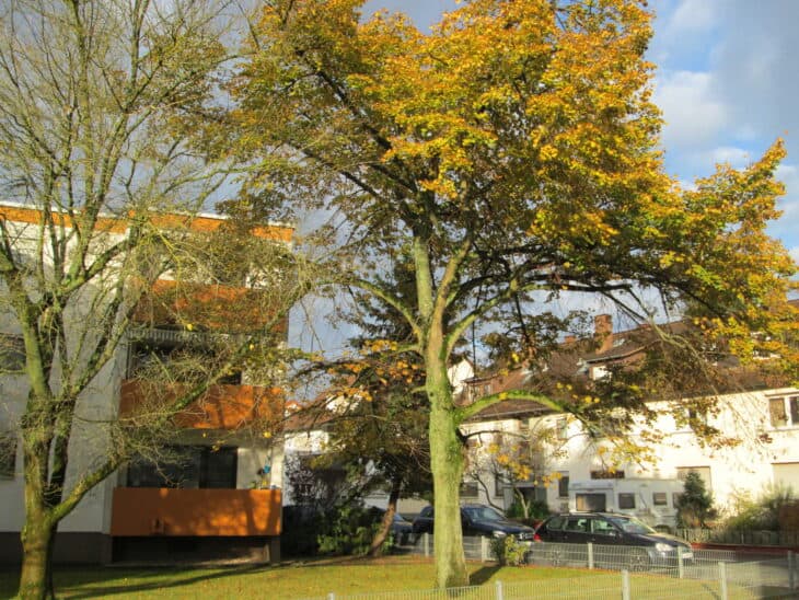 Tilia cordata
