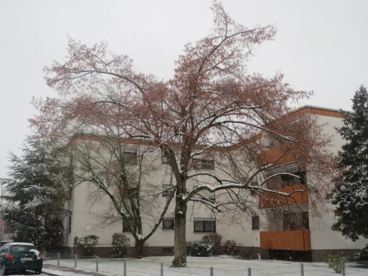 Tilia cordata
