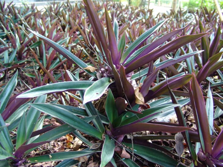 Tradescantia spathacea