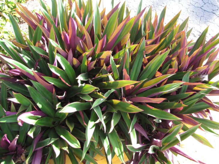 Tradescantia spathacea