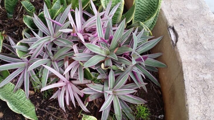 Tradescantia spathacea