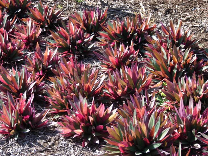Tradescantia spathacea
