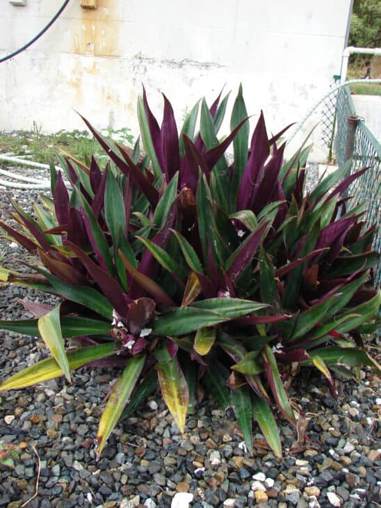 Tradescantia spathacea