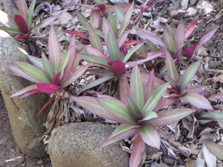 Tradescantia spathacea