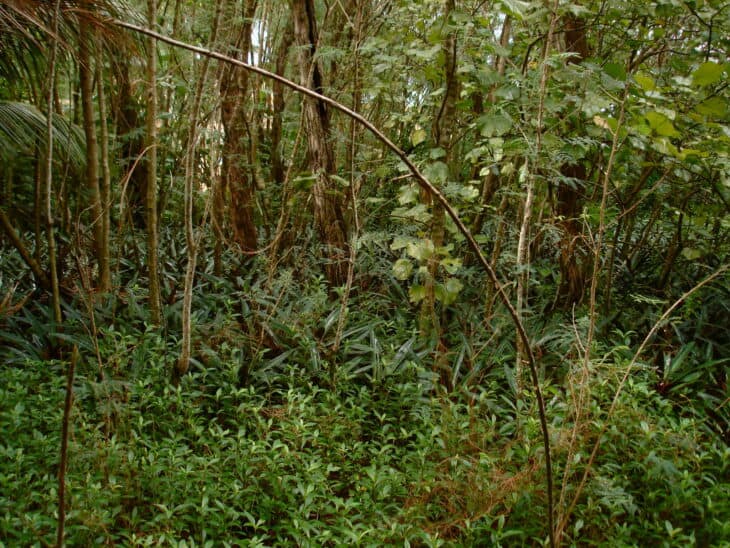 Tradescantia spathacea