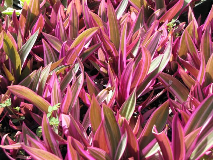 Tradescantia spathacea