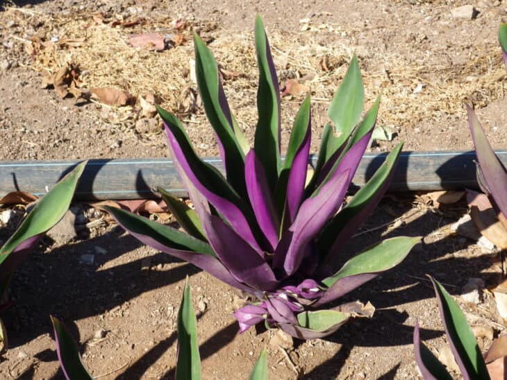 Tradescantia spathacea