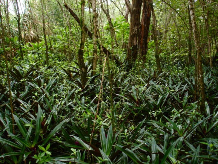 Tradescantia spathacea