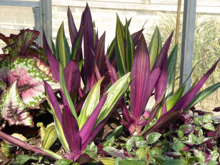 Tradescantia spathacea