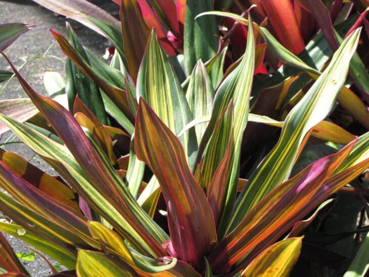 Tradescantia spathacea