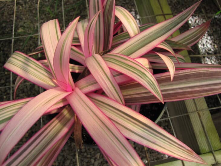 Tradescantia spathacea