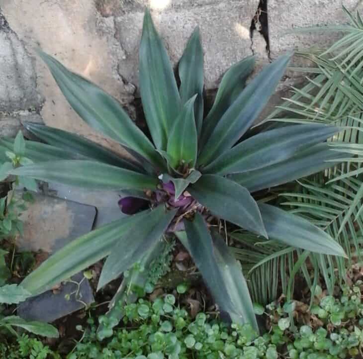 Tradescantia spathacea