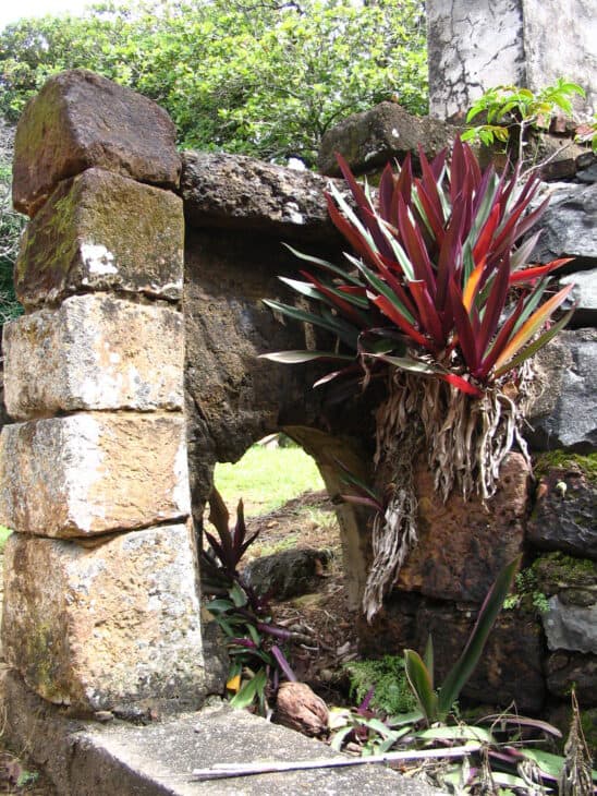 Tradescantia spathacea