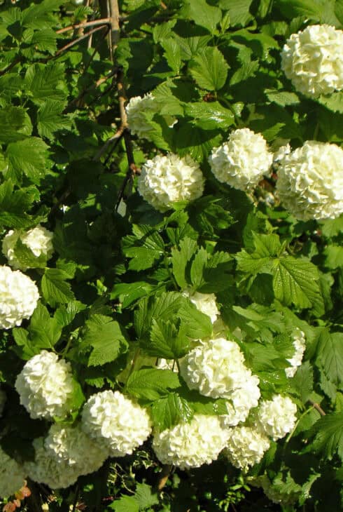 Viburnum macrocephalum