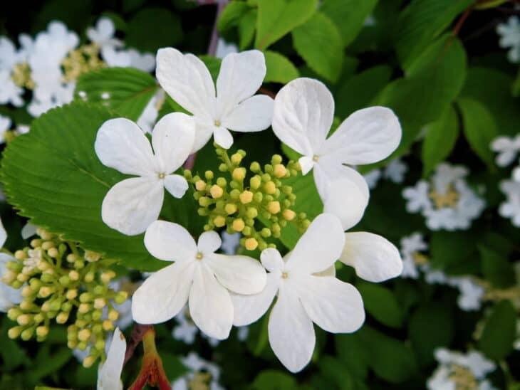 Viburnum macrocephalum