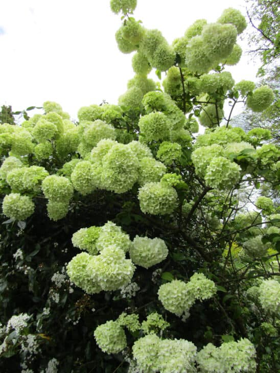 Viburnum macrocephalum