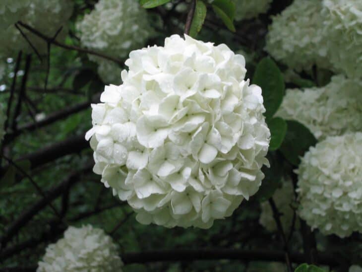 Viburnum macrocephalum