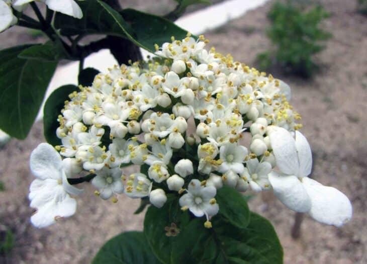 Viburnum macrocephalum
