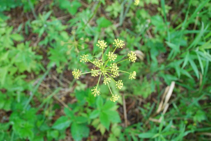 Wild Parsnip (Pastinaca sativa)