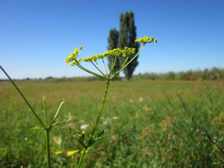 Wild Parsnip (Pastinaca sativa)