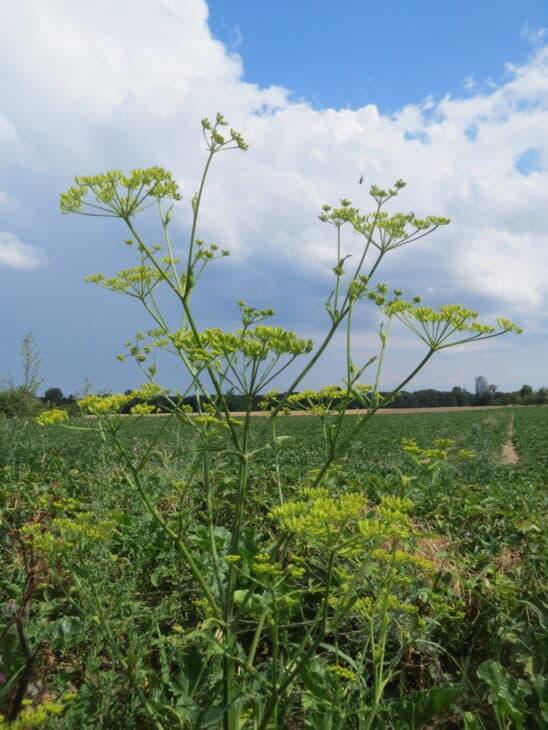 Wild Parsnip (Pastinaca sativa)