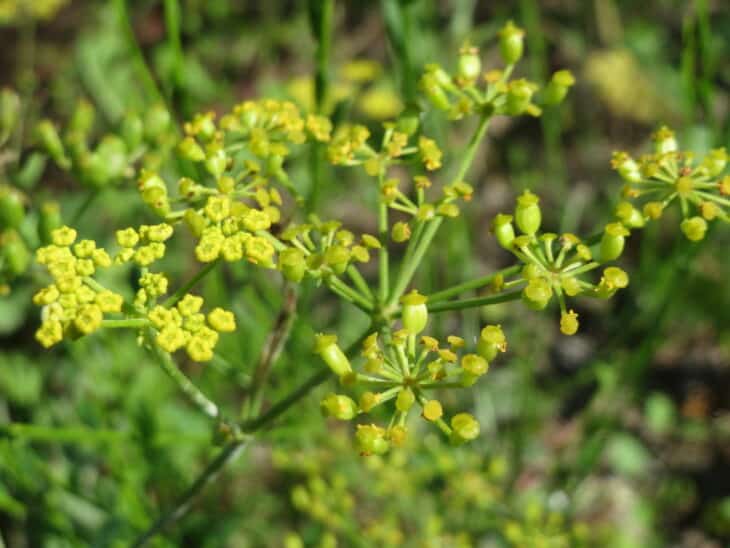 Wild Parsnip (Pastinaca sativa)