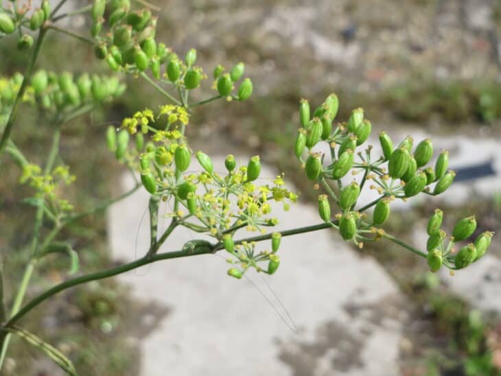 Wild Parsnip (Pastinaca sativa)