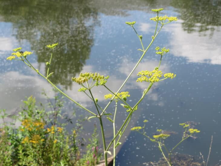 Wild Parsnip (Pastinaca sativa)