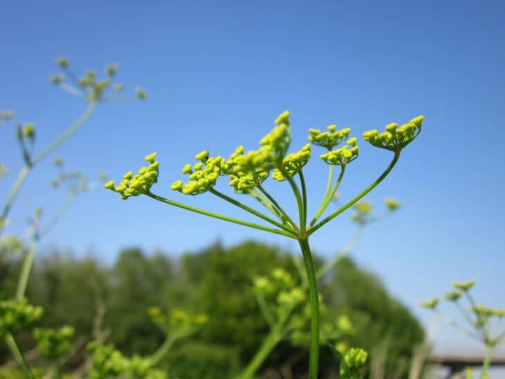 Wild Parsnip (Pastinaca sativa)