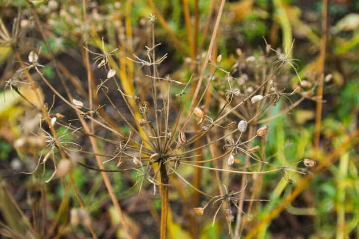 Wild Parsnip (Pastinaca sativa)