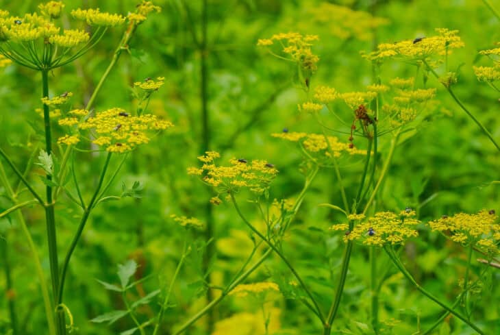 Wild Parsnip (Pastinaca sativa)