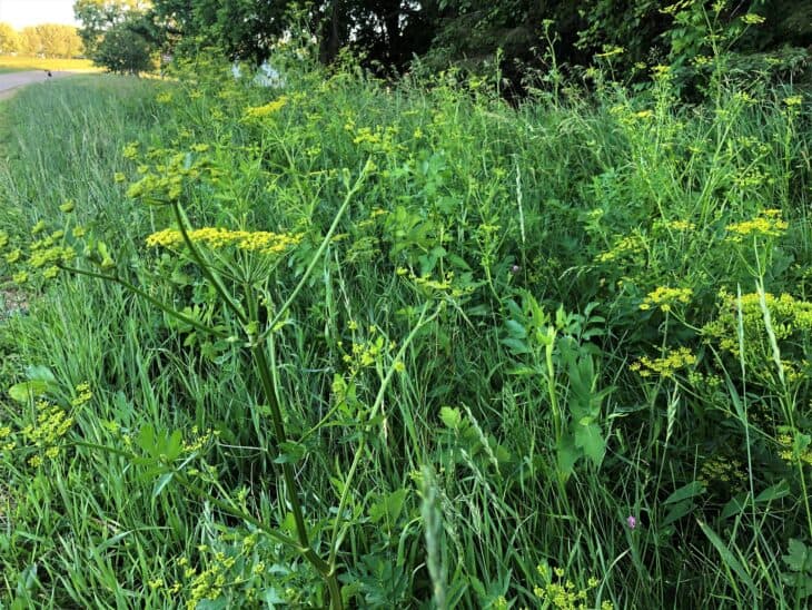 Wild Parsnip (Pastinaca sativa)