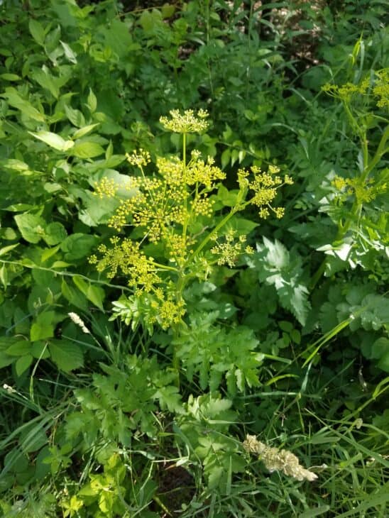 Wild Parsnip (Pastinaca sativa)