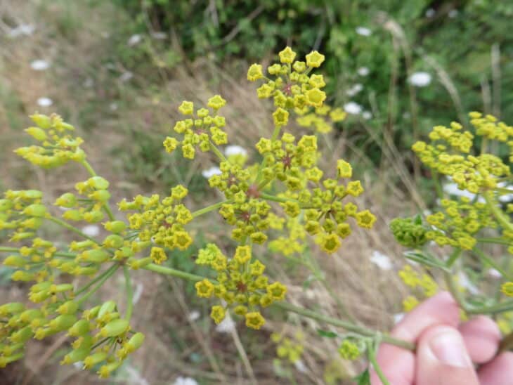 Wild Parsnip (Pastinaca sativa)